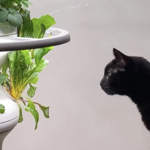 Lettuce Grow | shop w/ “LOUISKIND” thumbnail