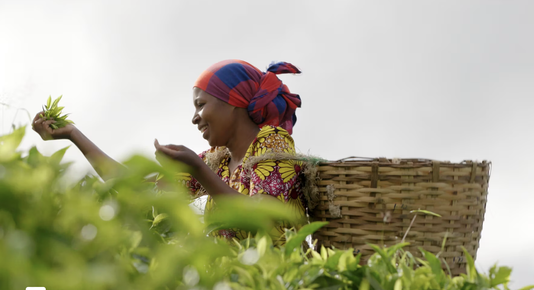 NONPROFIT VIDEO: ORGANIC TEA thumbnail