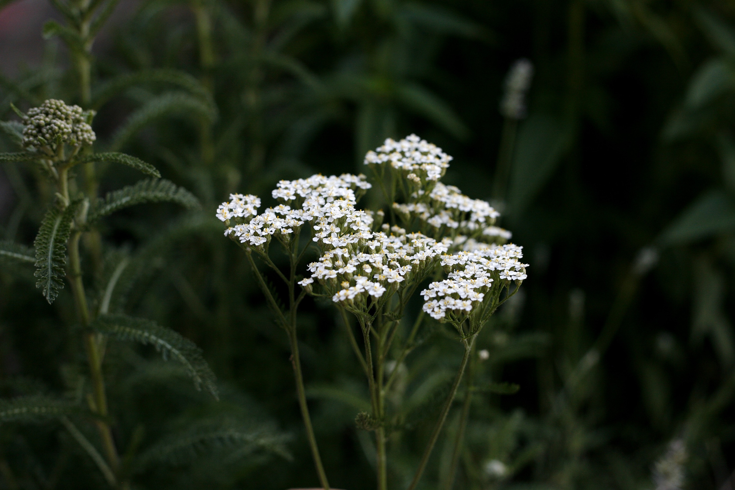 Plant Letters thumbnail