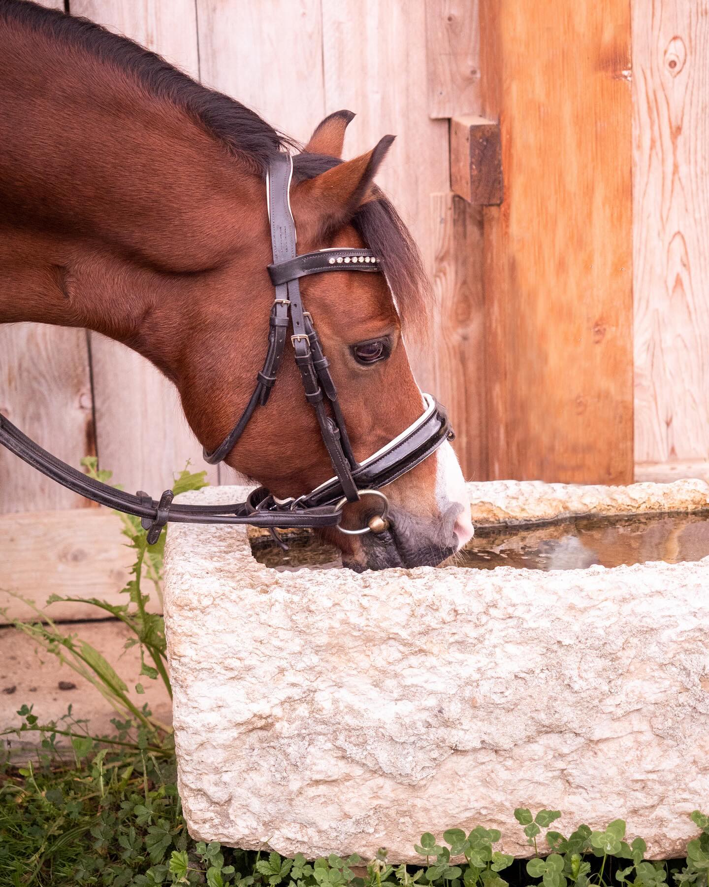 𝑷𝒂𝒔 𝒕𝒓𝒆̀𝒔 𝒑𝒓𝒆́𝒔𝒆𝒏𝒕𝒆 🐴 

Hello tout le monde 👋🏻 
Comment allez vous ? 😊

J’espère que vos vacances se passent bien 🎃🕷️ De