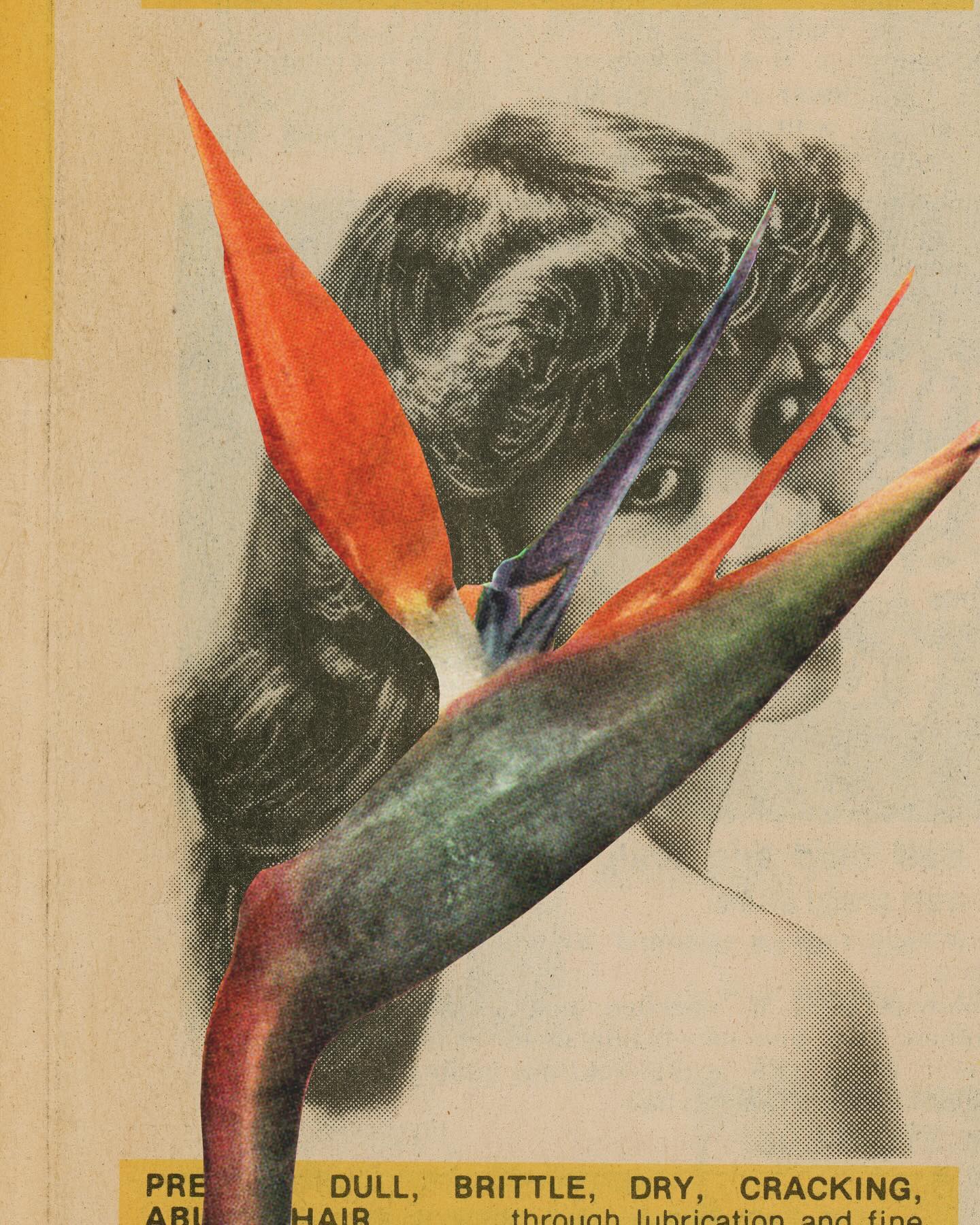 𝘎𝘪𝘷𝘦 𝘏𝘦𝘳, 𝘏𝘦𝘳 𝘍𝘭𝘰𝘸𝘦𝘳𝘴 by Rachel Elise Thomas (@implied_wisdom) is a series of collages that revolve around honoring Blac