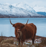 The Hungry Highlander - Sold Out Edition thumbnail