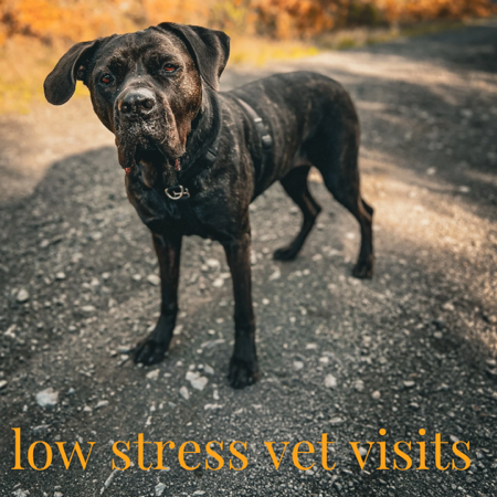 Oral Bordetella Conditioning thumbnail