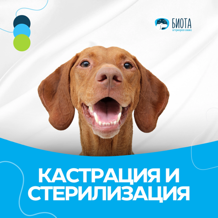 кастрация и стерилизация thumbnail