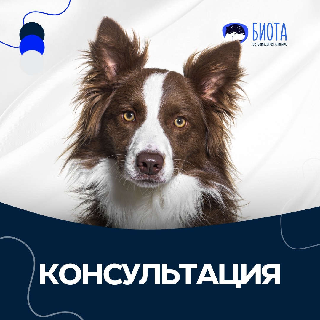консультация  thumbnail