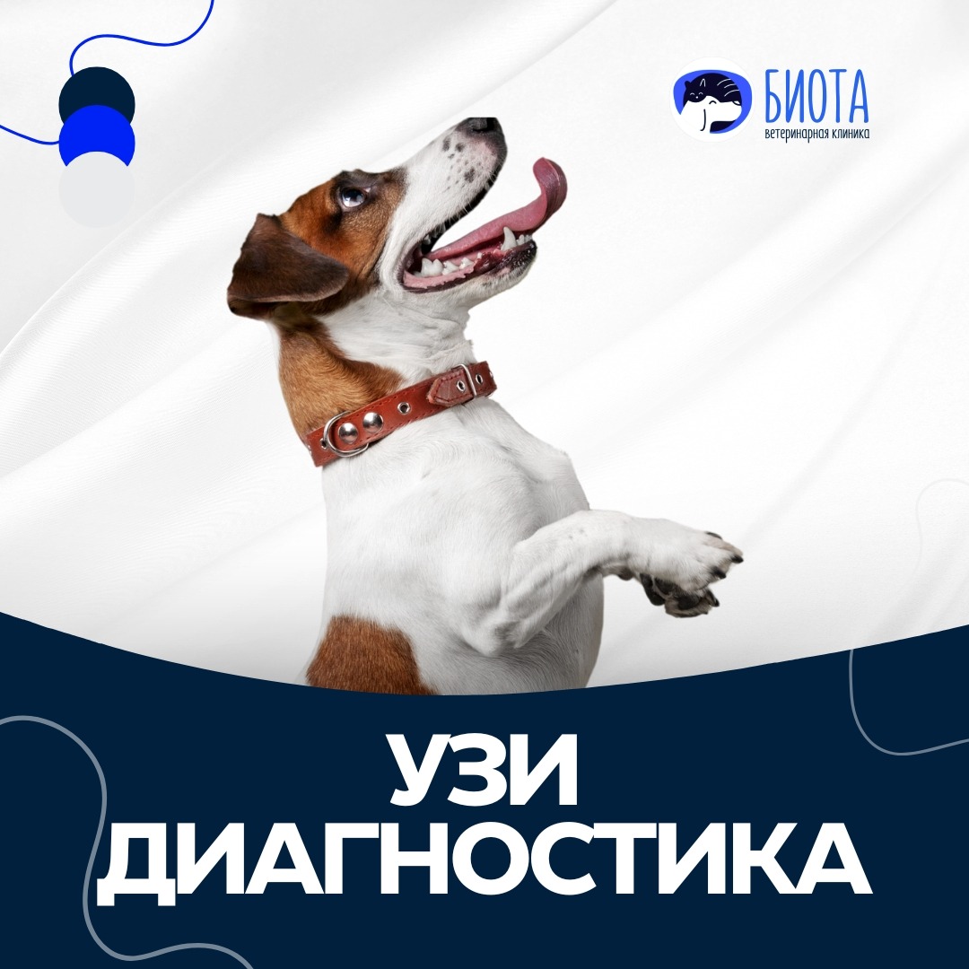 узи-диагностика thumbnail