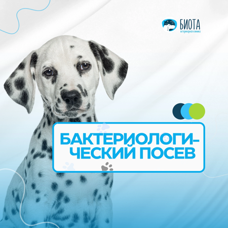 бак. посев thumbnail