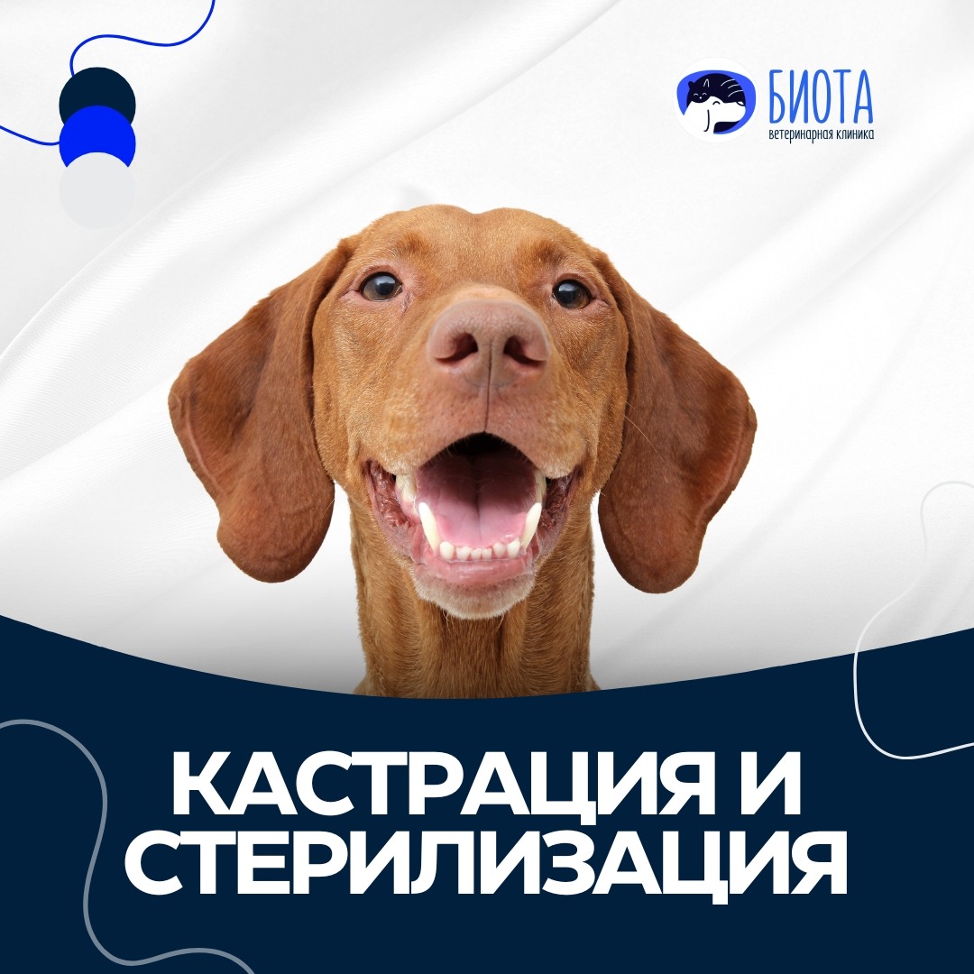 кастрация и стерилизация thumbnail