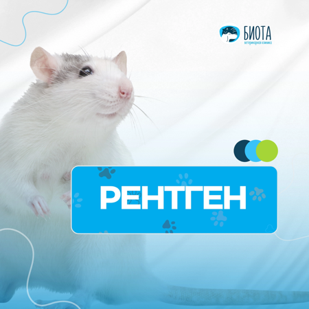 рентген thumbnail