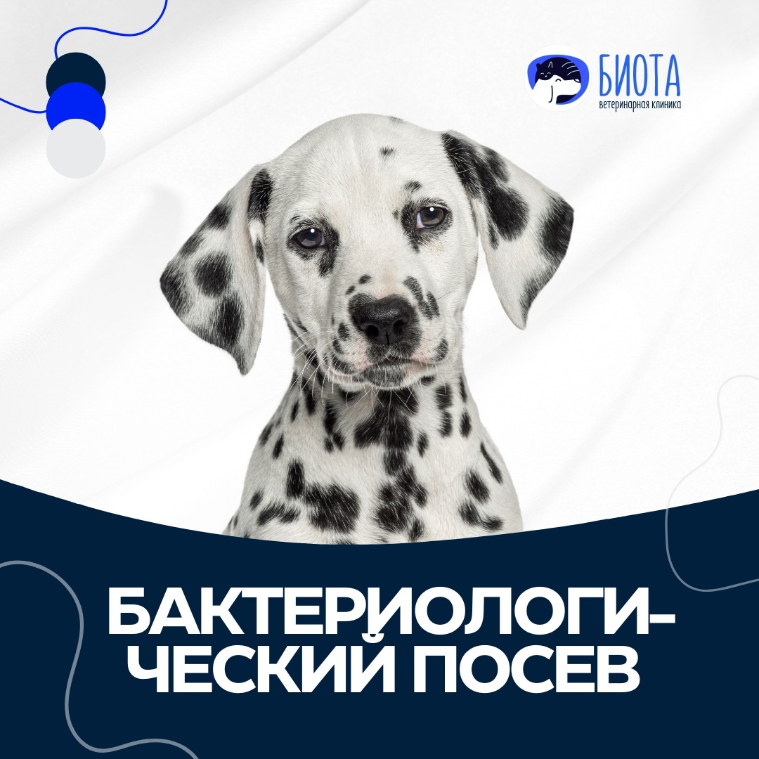 бак. посев thumbnail