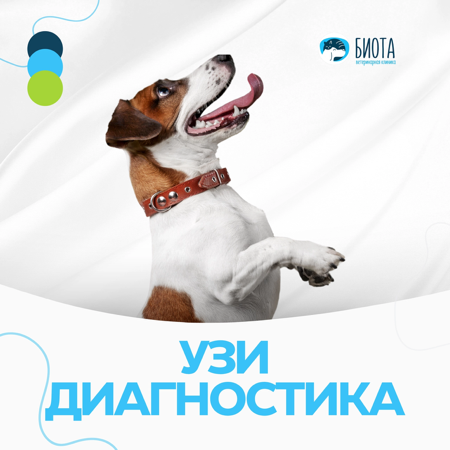 узи-диагностика thumbnail