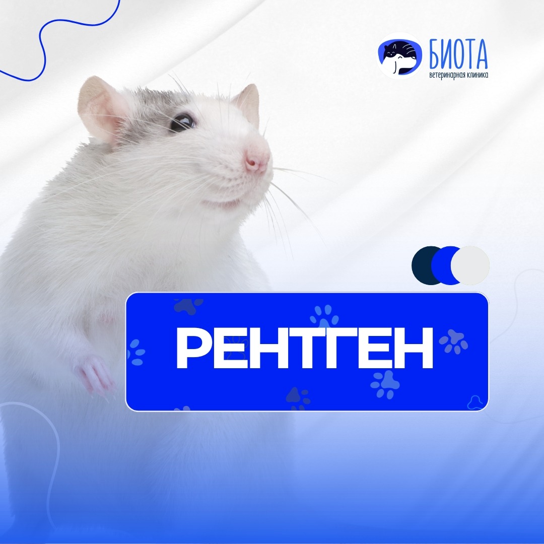 рентген thumbnail