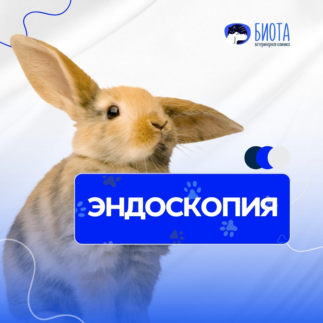 эндоскопия thumbnail