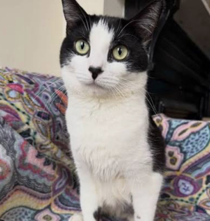 Donate to EccentricKittens thumbnail