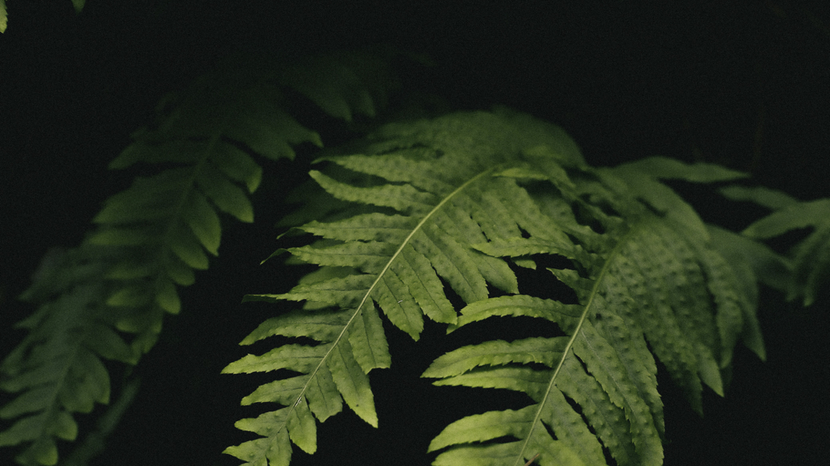 BioSite banner for @ch