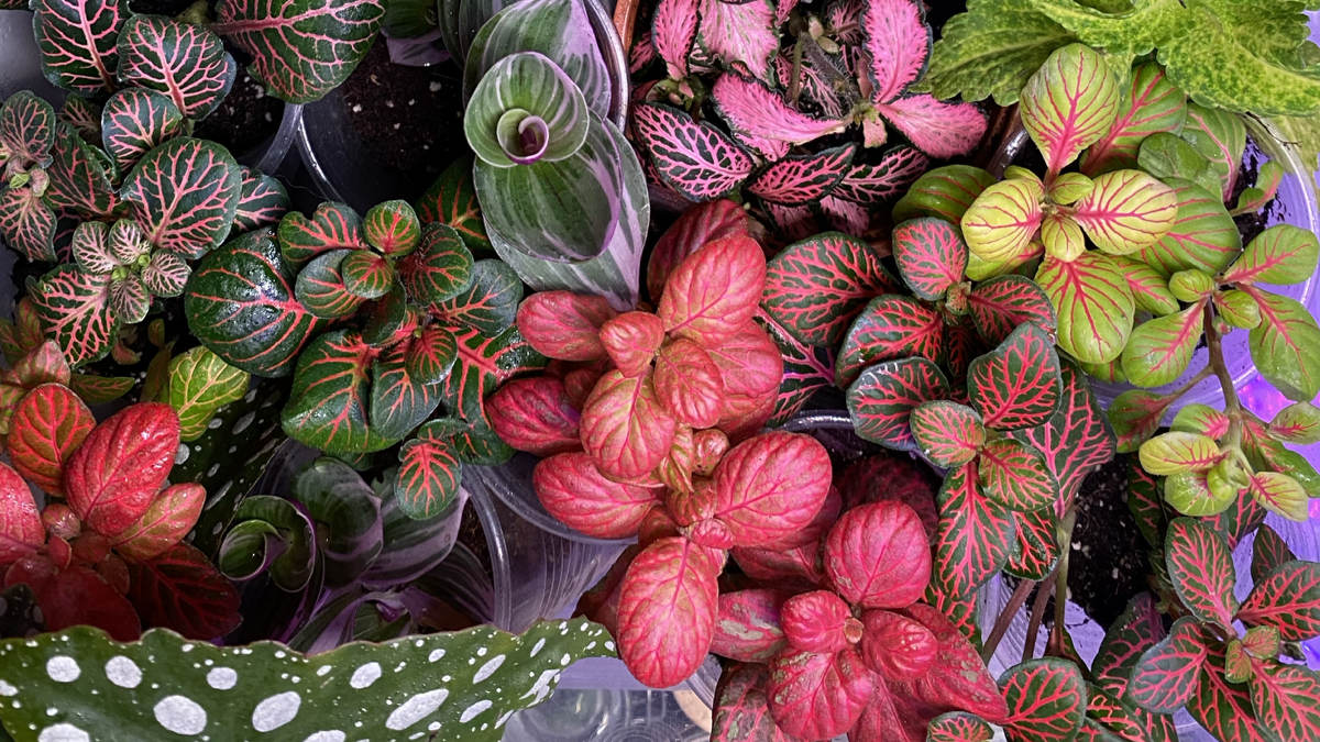 BioSite banner for @plants