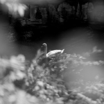 ☾ journal  thumbnail