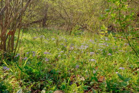 My Top Spring Spots in Indiana thumbnail
