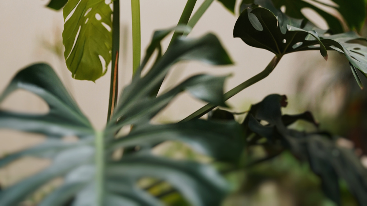 pot plant specialist — Bio Site