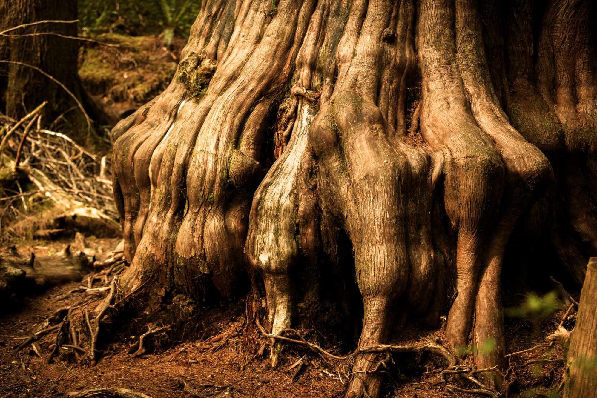 FOREST FREQUENCIES | Wildcrafted Smudge Sticks thumbnail