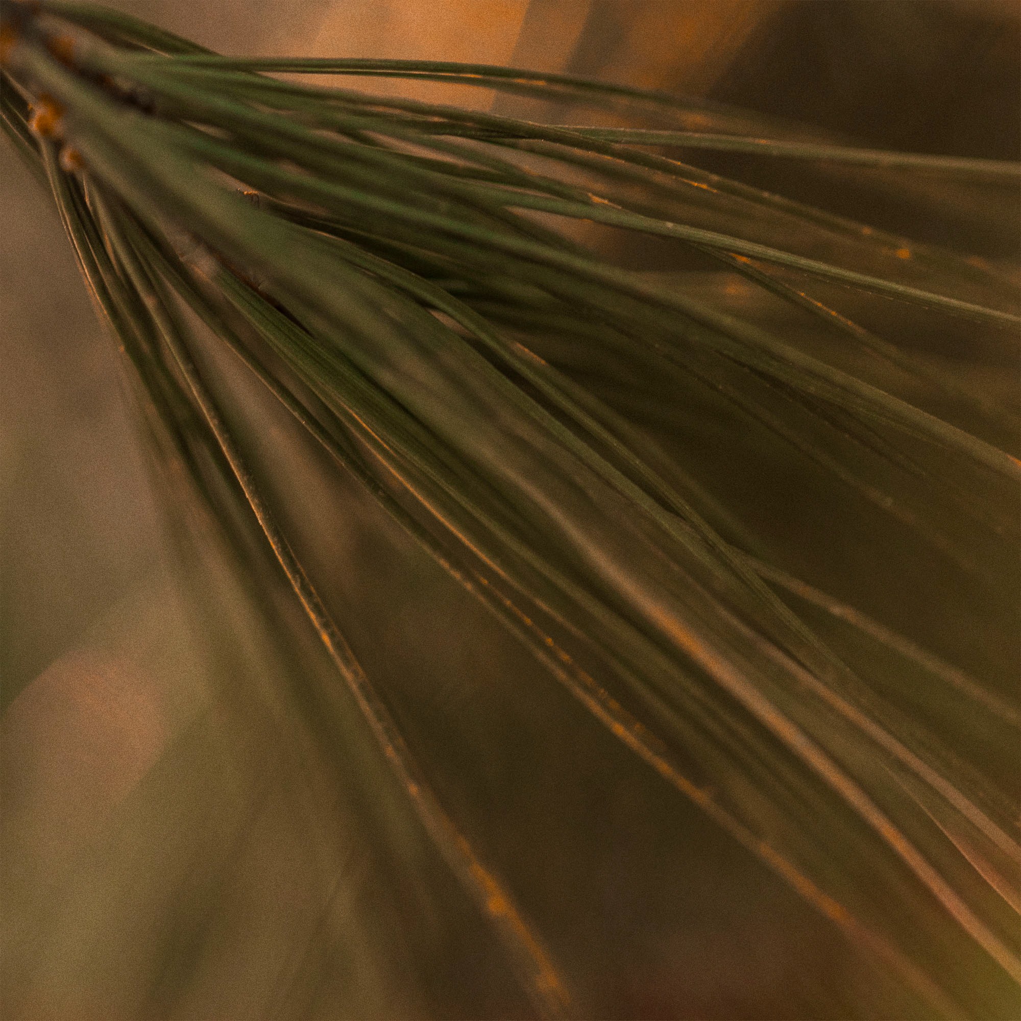 WHITE PINE TINCTURE thumbnail