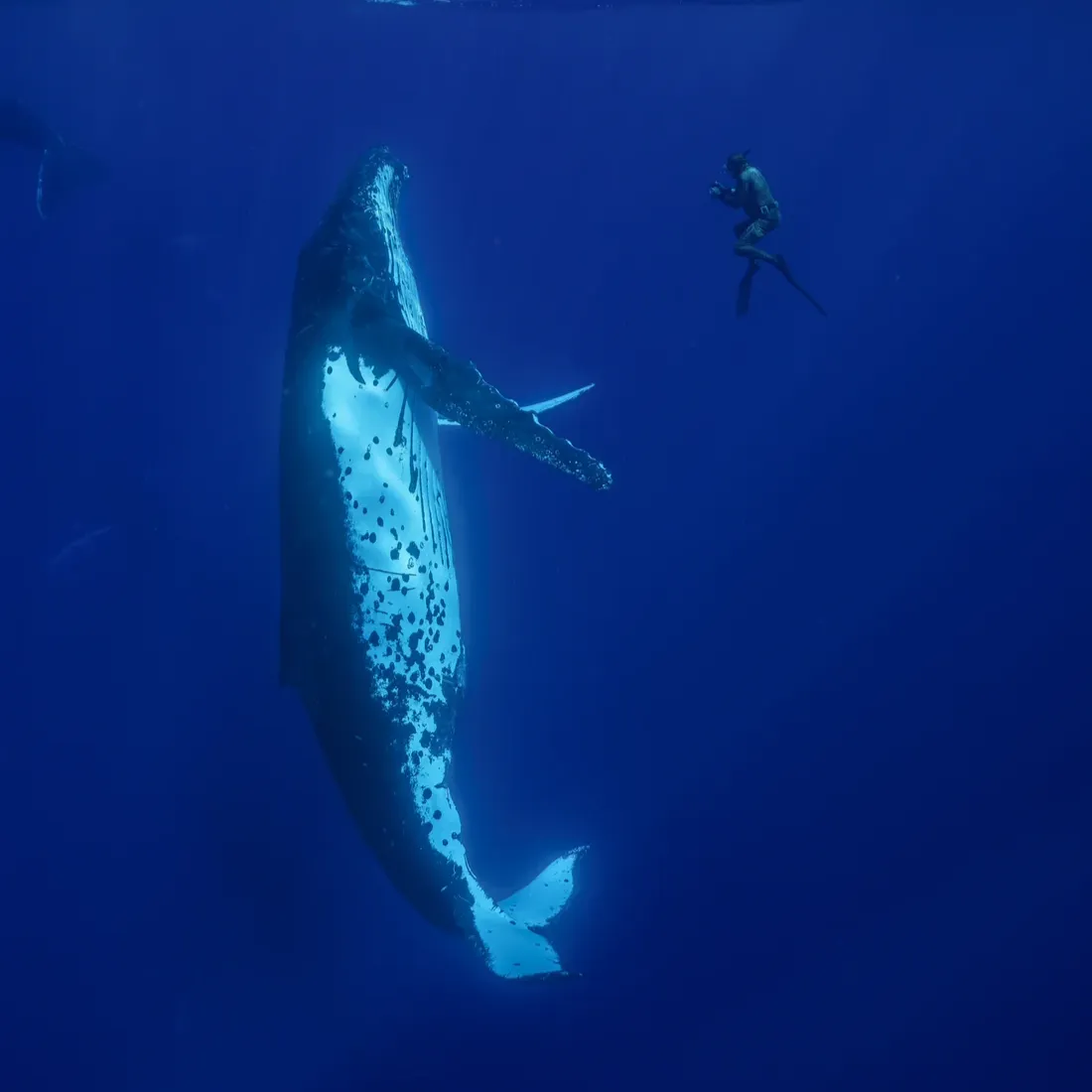 Tonga Whale Swimming & Spearfishing Trip - 1 spot left thumbnail