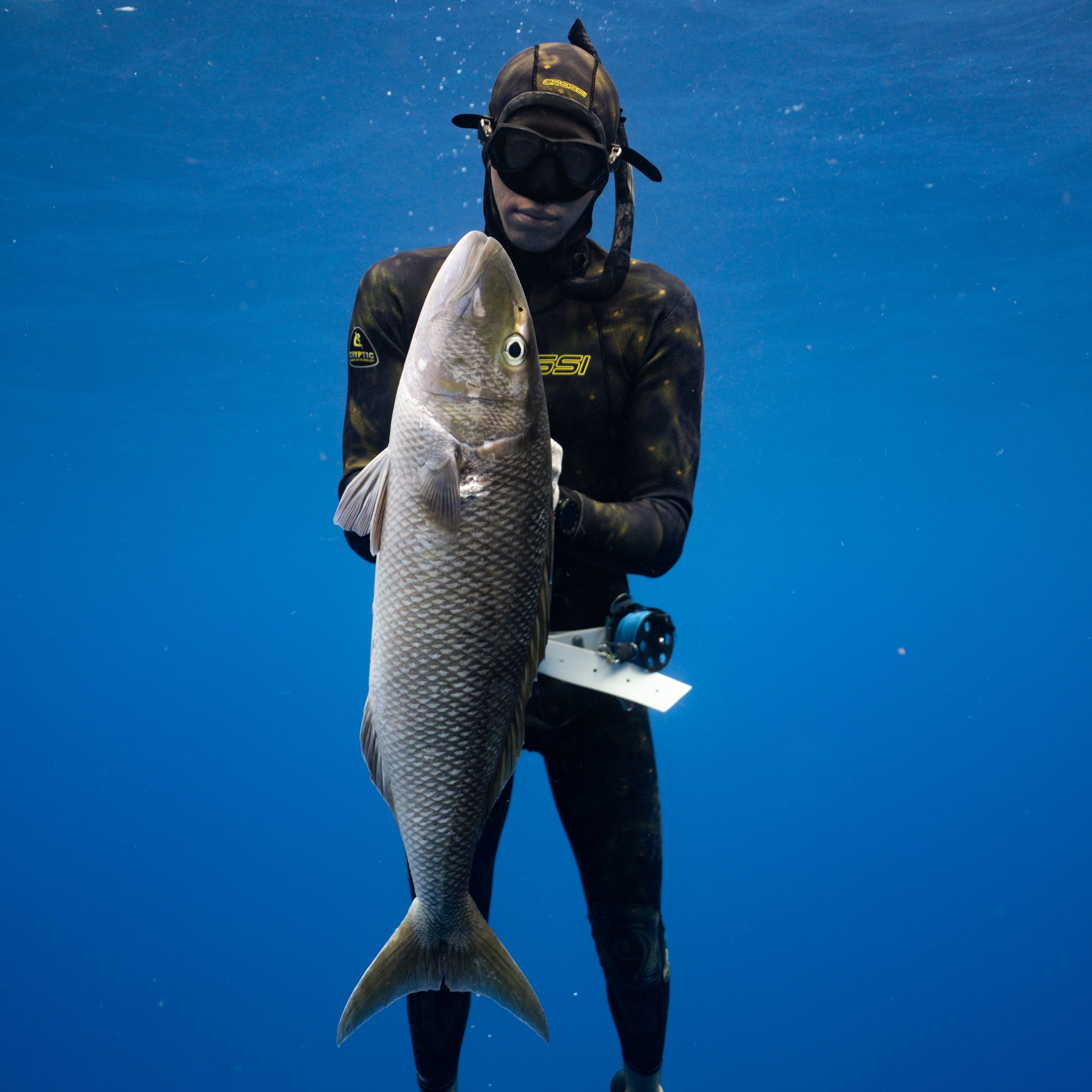 1 Day Spearfishing Course - Nelson Bay thumbnail