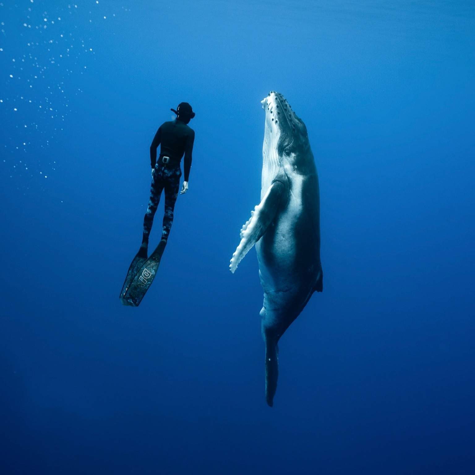 Cook Islands Humpback Whale Swim Trips 2026 (last sppots available) thumbnail