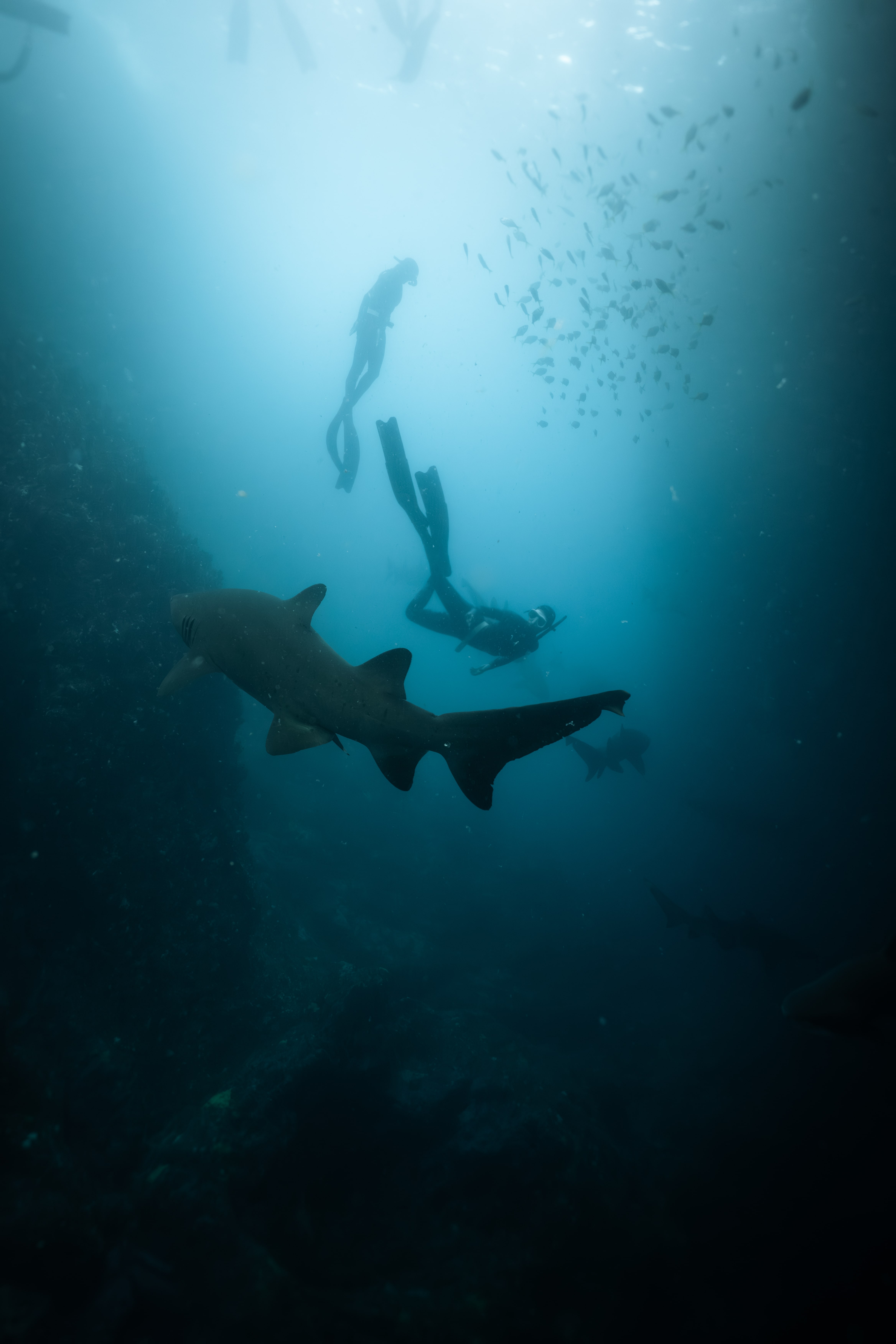 Broughton Island Day Trips - Dive wth Grey Nurse Sharks & Seals thumbnail