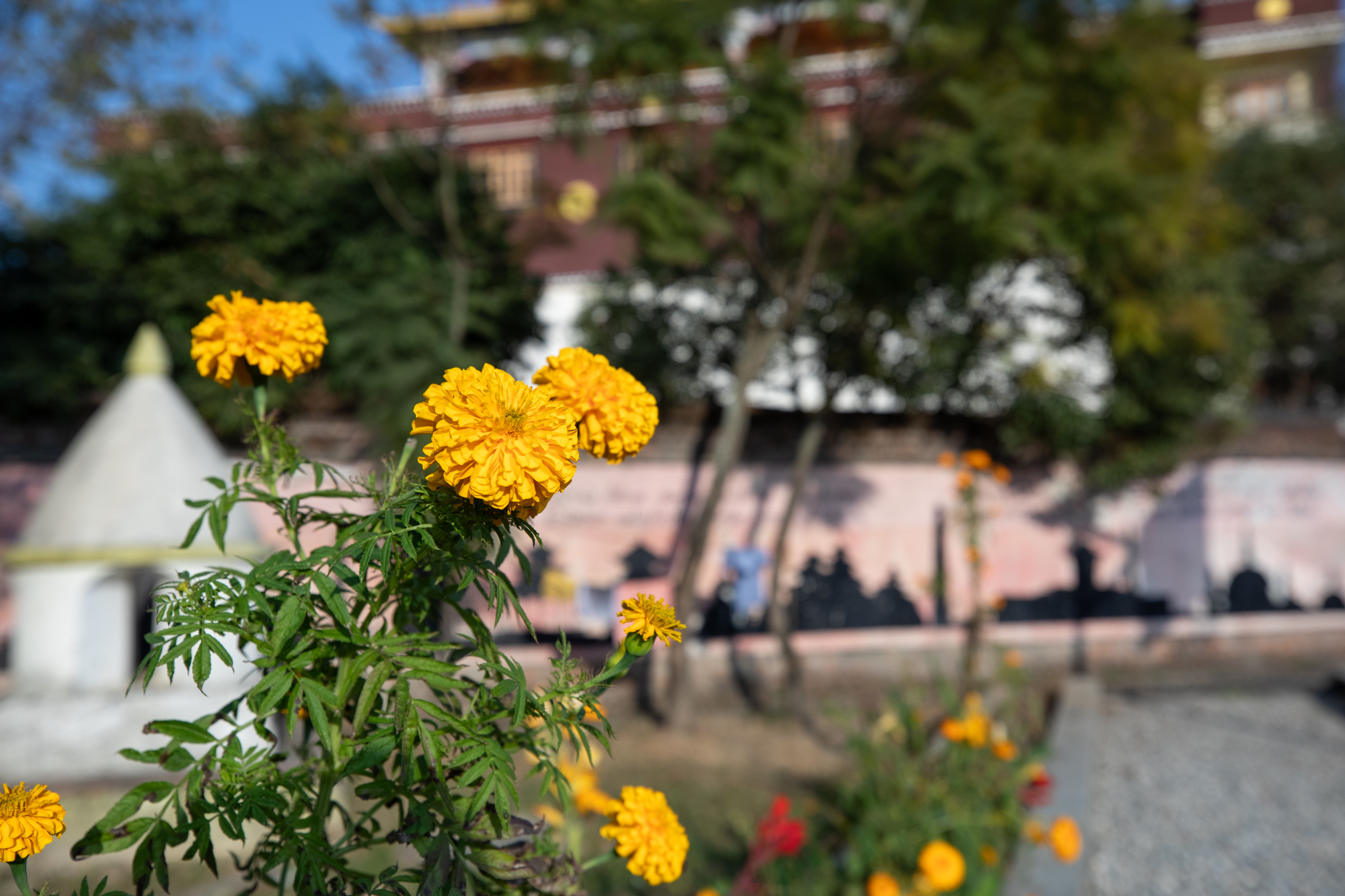 BLOG: Letters From Kailash thumbnail