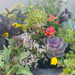Interiorscapes & Planters  thumbnail