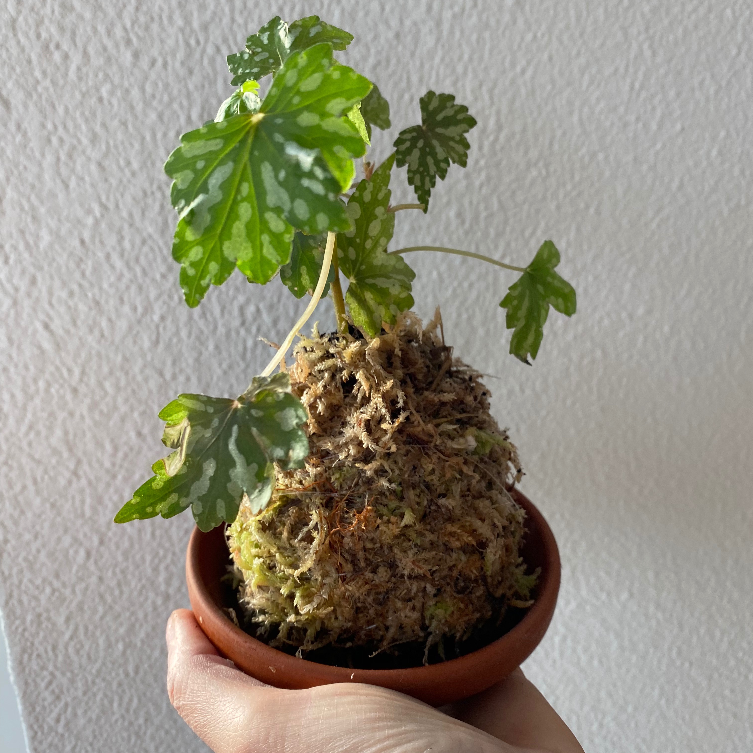 Kokedama workshop thumbnail