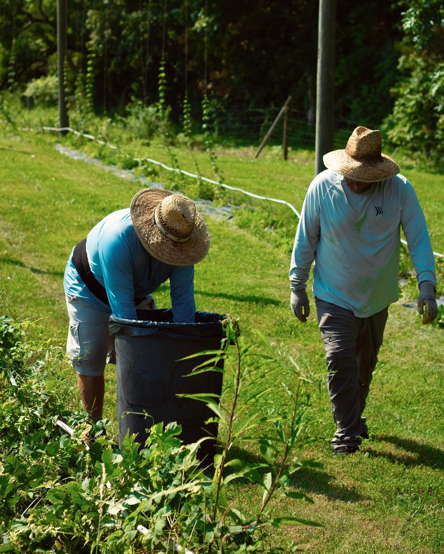 #LOCALBEERTASTESBETTER 🌼🍃 This past Wednesday, our hardworking crew plucked and gathered ~31lbs of Cascade & Chinook var