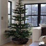 Christmas tree on sale!!!! thumbnail