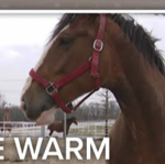 BUDWEISER CLYDESDALE thumbnail