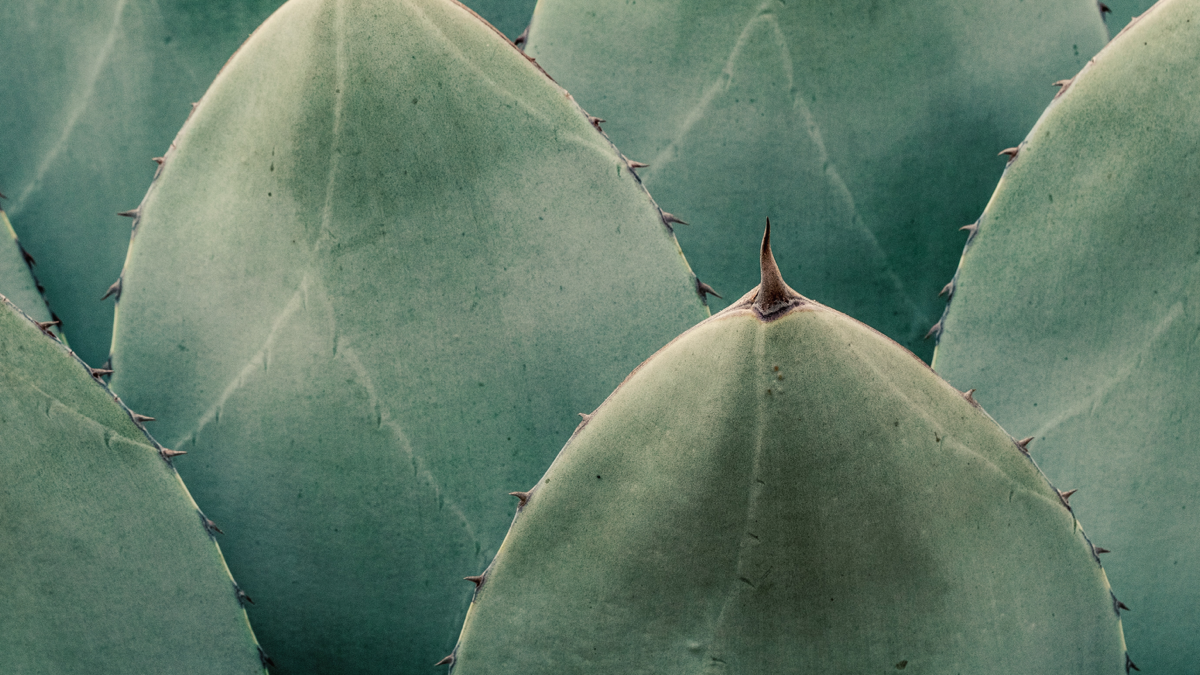 Julia Van Valkenburg — Bio Site