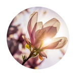Soul Magnolia Crystals  thumbnail