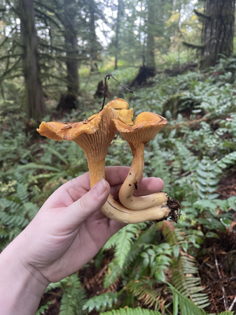 FUNGOID ZINE SIGN UP! thumbnail