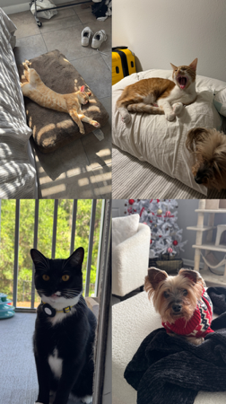 The kitties/doggy storefront thumbnail