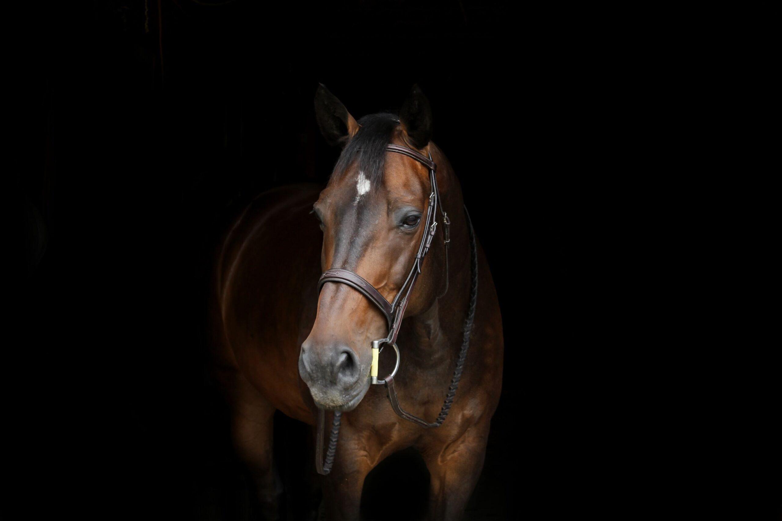 Mad Barn Canada - Horse Supplements & Equine Nutrition thumbnail
