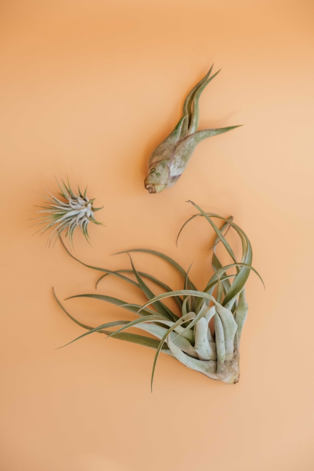 Did you know we carry air plants? We have a variety of species and can even ship them to you! They pair perfectly with o