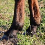 LAMINITIS thumbnail