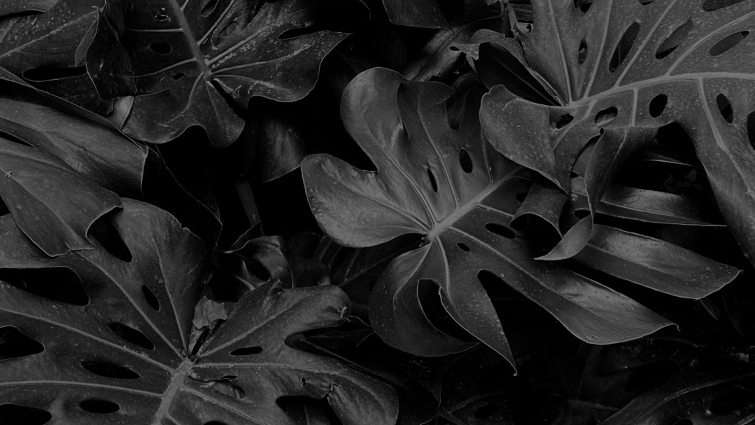 BioSite banner for @ryan