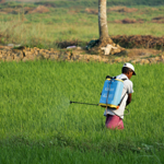 HARMFUL EFFECTS OF PESTICIDES thumbnail