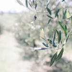 Laura Parker Photography thumbnail