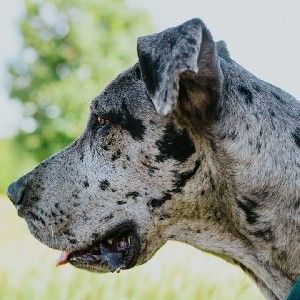 Adopt a Dane thumbnail