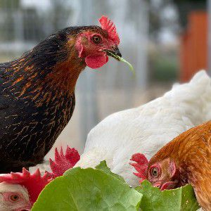 Gallinas thumbnail