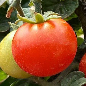 Especial tomates thumbnail