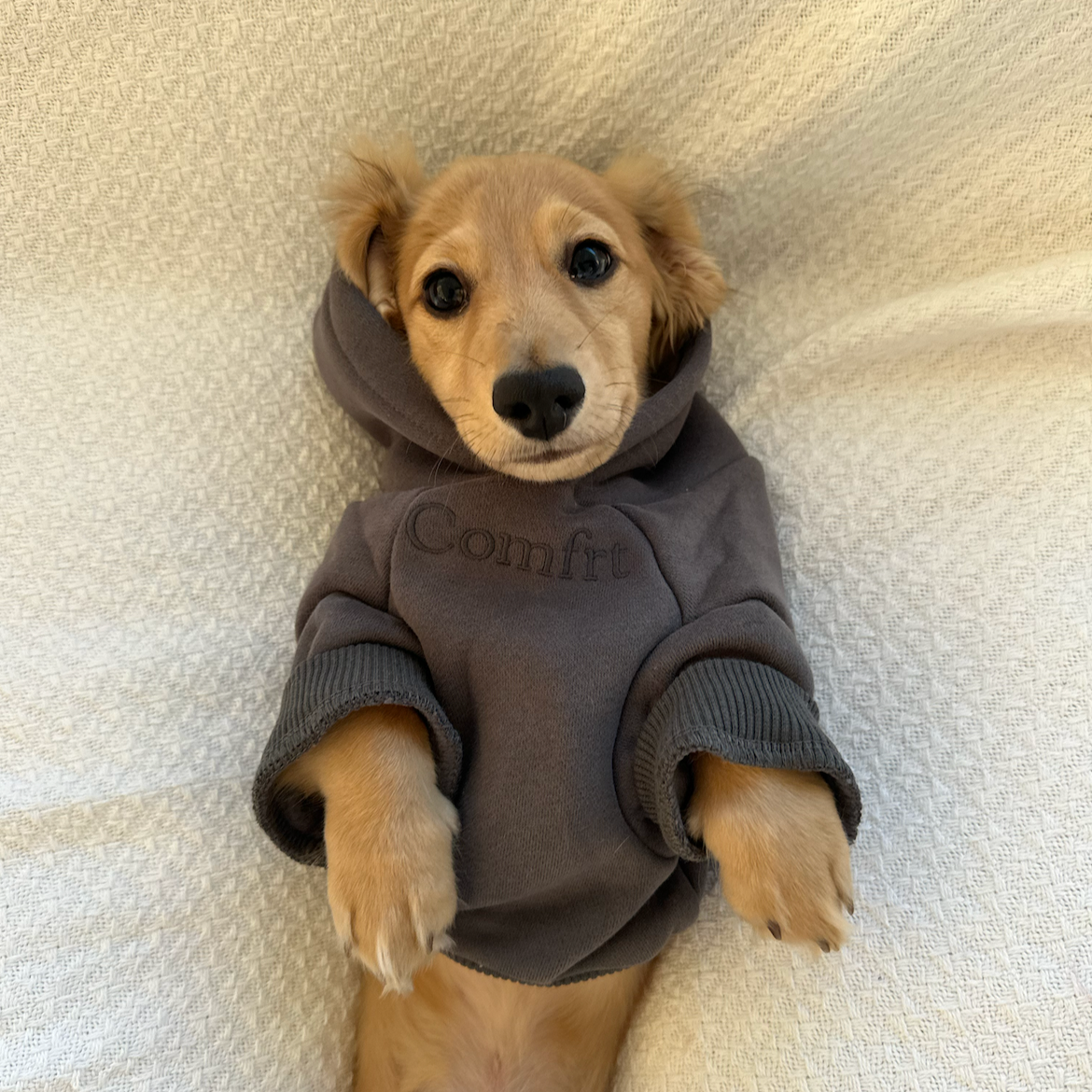 Comfrt | 15% off with code "FRANKLIN" thumbnail