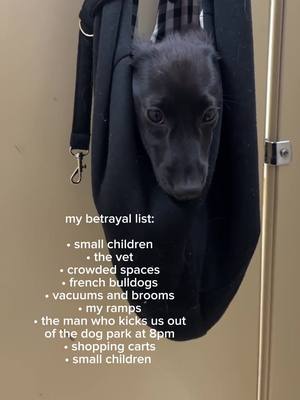 Did I mention small children.. 🤢 #minidachshund #dachshund #minidoxie #dachshundoftheday #puppyoftheday #puppy #minidach